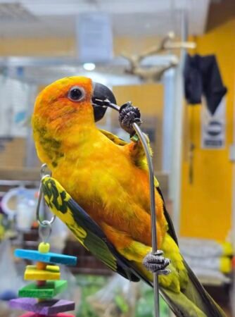 Sun Conure – 7 Months Old | Tame & Fully Weaned