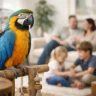 Macaw Size and Care for Family Homes
