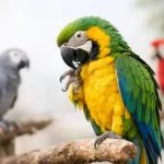 Parrot Body Language Signs to Know