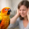 Sun Conure Noise Level: How Loud Are They?