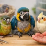 Baby Parrots for Sale: How to Choose Right