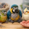 Baby Parrots for Sale: How to Choose Right
