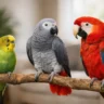 Beginner Guide to Companion Parrots