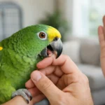 How to Reduce Parrot Biting at Home