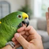 How to Reduce Parrot Biting at Home