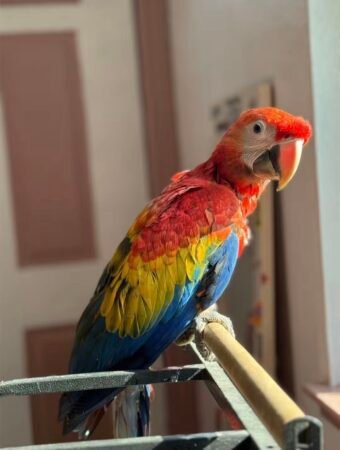 6-Month-Old Female Scarlet Macaw – Fully Weaned & Tamed