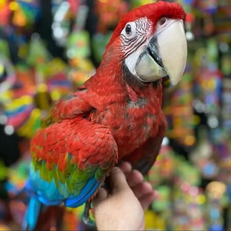 5-Month-Old Male green winged Macaw – Fully Weaned & Tamed