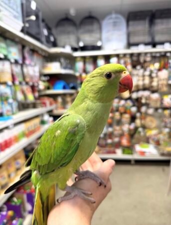 5-Month-Old Female Indian Ringneck – Tamed & Fully Weaned