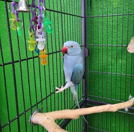 7-Month-Old Male Indian Ringneck – Tamed & Fully Weaned