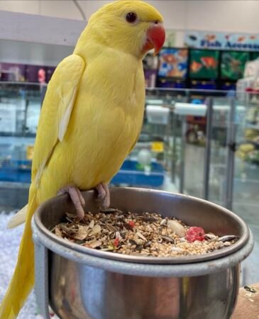 8-Month-Old Female Indian Ringneck – Tamed & Fully Weaned