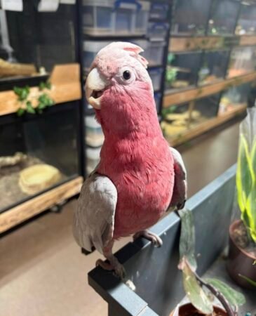 7-Month-Old Female Indian Ringneck – Tamed & Fully Weaned