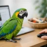 Parrot for Sale Online: What to Look For