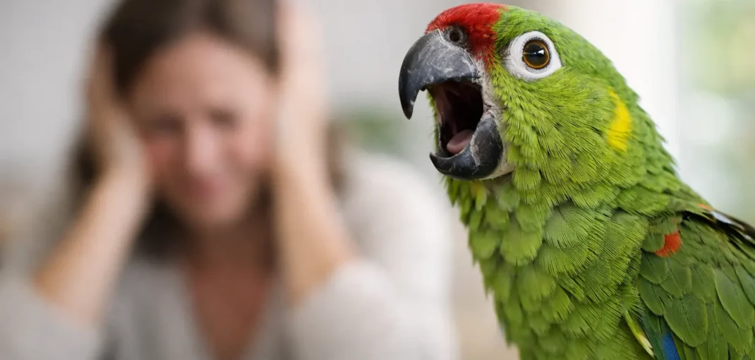 Why Is My Parrot Screaming All the Time?