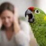 Why Is My Parrot Screaming All the Time?