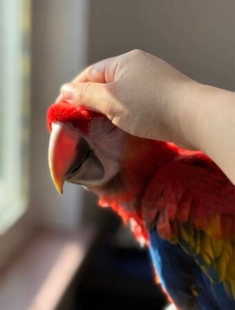 4-Month-Old ScarletMacaw – Hand-Raised & Friendly