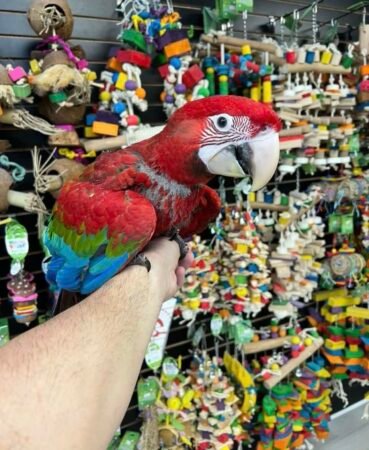 4-Month-Old Female Green-Wing Macaw – Hand-Raised & Friendly