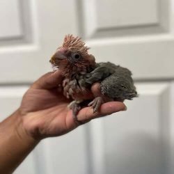 Rosebreasted-cockatoo-babies-for