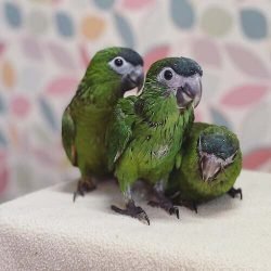 baby-hahns-macaw