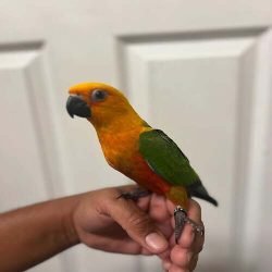 baby-jenday-conure