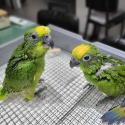 baby-yellow-head-amazon-parrots